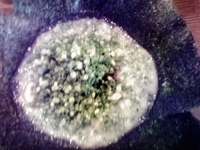 「濃厚とんこつラーメン（てんこ盛）」@博多ラーメン 鶴亀堂 長久手図書館通店の写真