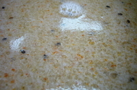 「塩つけ麺（ネギ入り） 中盛」@ラーメンショップ 羽生インター店の写真