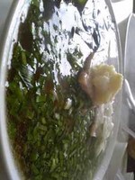 「特製にんにくラーメン」@二の宮食堂の写真