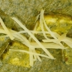 インド料理 ゴングル 新浦安店の画像