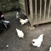 やまねこ