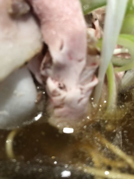 「凛々しい煮干し中華そば」@らーめん凛々の写真