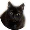 墨猫
