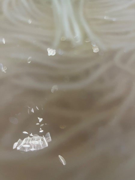 「醤油らーめん」@麺や ひろせの写真